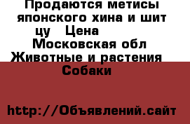 Продаются метисы японского хина и шит-цу › Цена ­ 5 500 - Московская обл. Животные и растения » Собаки   